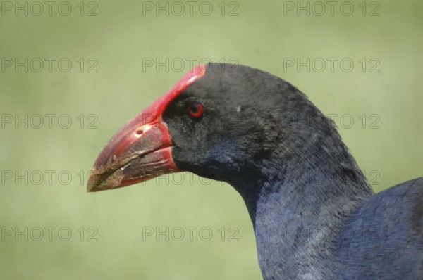 Portrait of Pukeko or purple swamphen, Porphyrio porphyrio