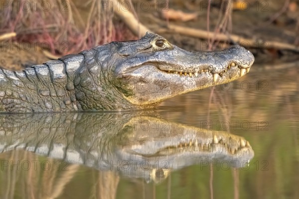 Spectacled caiman (Caiman crocodilus yacara), Crocodile (Alligatoridae), crocodile (Crocodylia), animal portrait, reflection, evening light, Pantanal, inland, wetland, UNESCO Biosphere Reserve, World Heritage Site, wetland biotope, Mato Grosso, Brazil