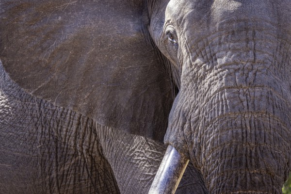 African elephant (Loxodonta africana) portrait, detail, close-up, Manyeleti Game Reserve, South Africa