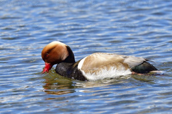 Male Red-crested Pochard in a lake. Male Redcrested Pochard