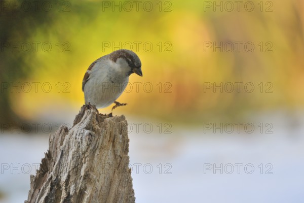 Haussperling, Passer domesticus, House sparrow