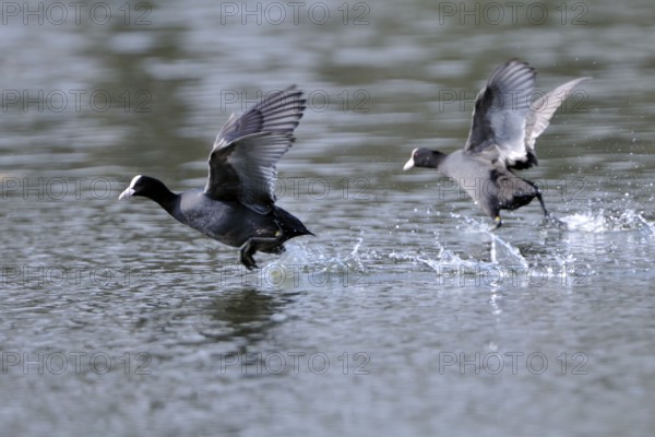 Eurasian Coot fighting for territory, Black Coot, Fulica atra, Eurasian Coot