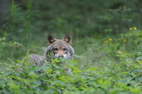 Wolf, Canis lupus, European grey wolf