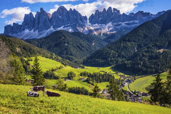 Lovely sunny day in Naturpark Puez-Odle. Val de Funes valley, Dolomites. Farm cows resting in the grass