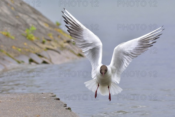 Black headed gull in flight. Lachmoewe am Ammersee