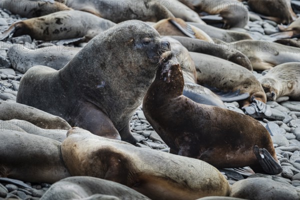 Maned seals (Otaria flavescens) showing readiness to mate, Bleaker Island, Falkland Islands, Great Britain, South Atlantic