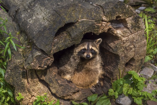 Funny image with a cute raccoon in a hollow stump. Picture taken in the WIld Park from Pforzheim, Germany