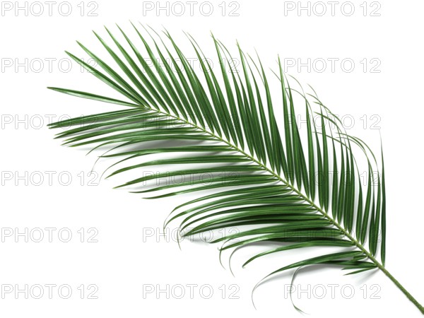Palm leaves isolated on white background. Tropical palm leaves top view or flat lay. Copy space for text or design. Tropical palm leave, jungle leave floral pattern background