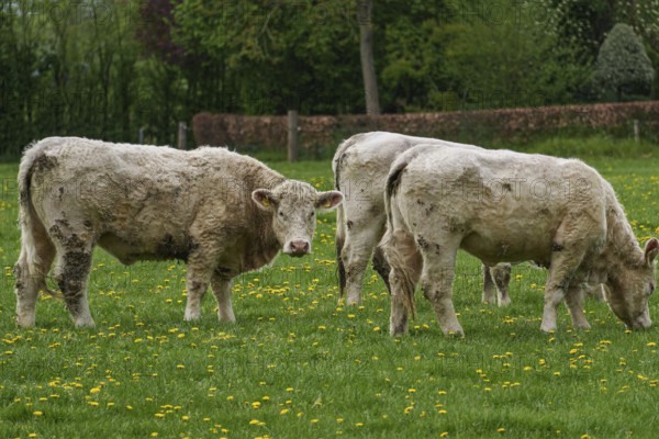 Three cows standing next to each other, the centre cow looks at the camera, weseke, münsterland, germany