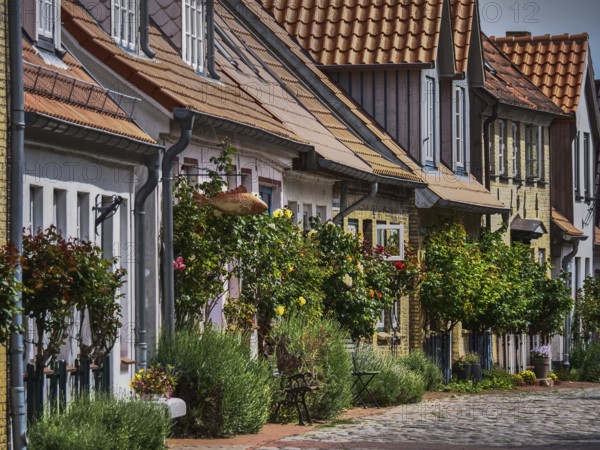 Historic terraced houses with flowering gardens along a cobbled street in the sunshine, holm, schleswig. germany