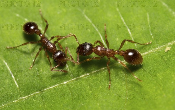 Macro shot of red wood ants. Formica rufa
