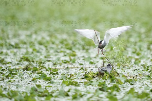 Pelecanus onocrotalus, Tulcea, Romania