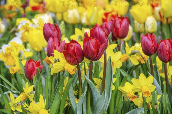 Narcissus and Tulips Flowerbed. Spring in the Netherlands Lisse, Netherlands