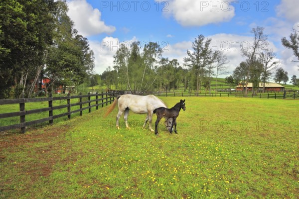 Beautiful white horse with a charming black colt. The rich country estate, with the special fence on the green lawn thoroughbred horses graze