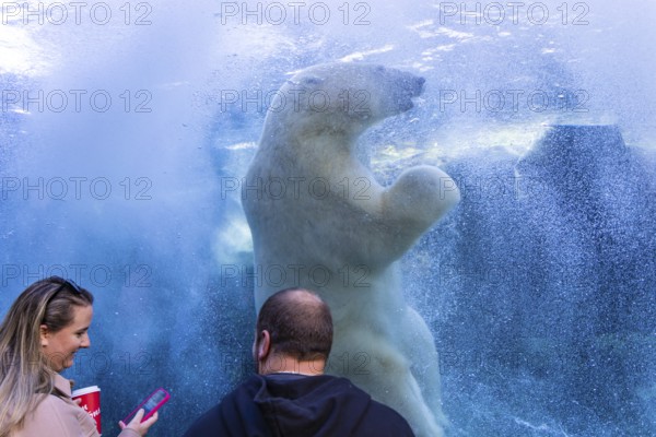 People watching polar bear in Assiniboine Park Zoo, Winnipeg, Canada