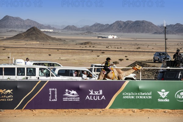 Dwarf jockey rides camel at the Al Ula Camel Cup at Mughayra Heritage Sports Village, Al Ula, Saudi Arabia