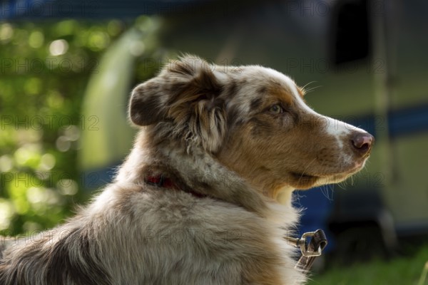A young Australian Shepherd, with red merle colouring rests at a family campground with an American made Airstream in the background in Leamington, Ontario, Canada, North America