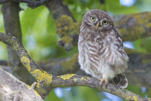 Little owl, (Athene noctua), animals, birds, owls, family of owls, Plateau Oberflörsheim, district Alzey, Rhineland-Palatinate, Federal Republic of Germany