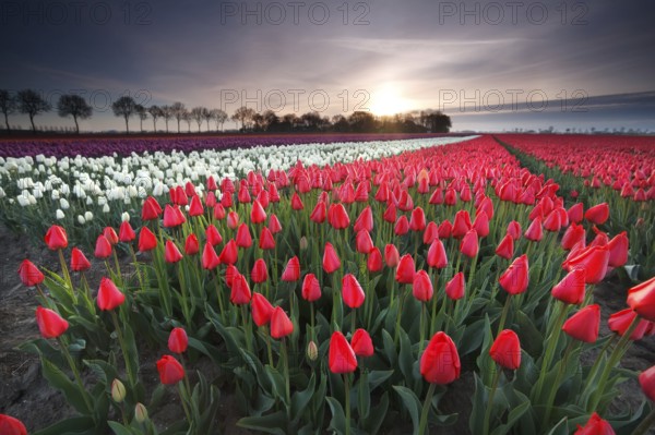 Sunrise on red tulip field, Flevoland, Netherlands