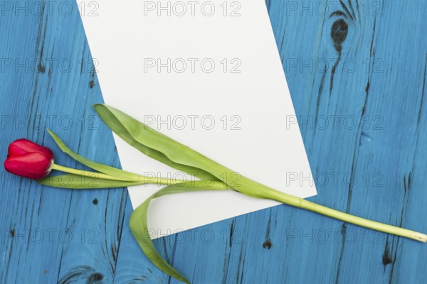 One red tulip and sheet of paper for your greetings on the background of blue wooden board