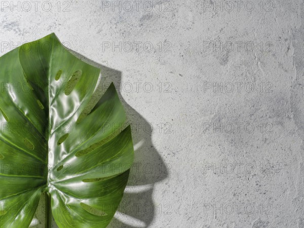 Monstera leaf on gray stone background. Tropical plant monstera in hard light. Copy space for text. Creative layout monstera leaves decorating for composition design, wallpaper