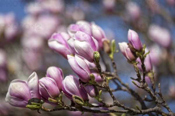 Magnolia blossom in spring
