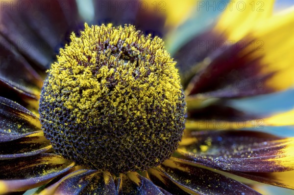 Rudbeckia belongs to Asteraceae or composite family. The flowers, native to North American feature a prominent, raised central disc which led to their common names of coneflowers and black-eyed-susans