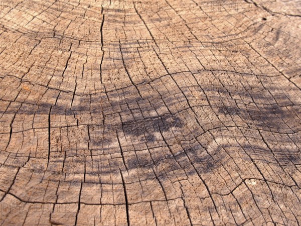 Old rough brown timber surface with darker scorch marks and cracks following the growth rings