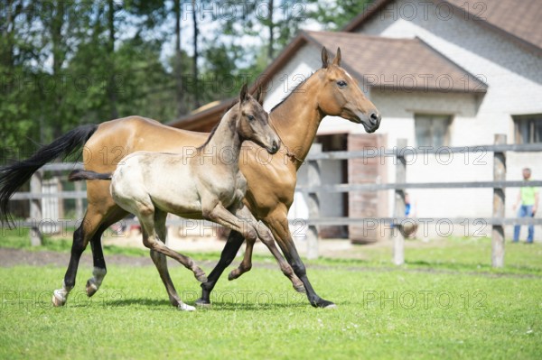 Running purebred akhalteke dam with foal in the paddock