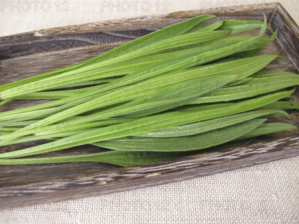 Freshly picked green leaves of ribwort plantain on a wooden tray for further use in naturopathy