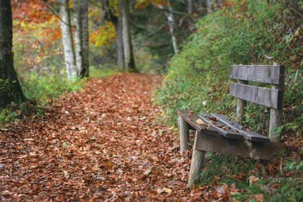 Autumn scenery with an weathered wooden bench on the side of an alley covered by dried colorful leaves, in Fussen, Bavaria region, Germany