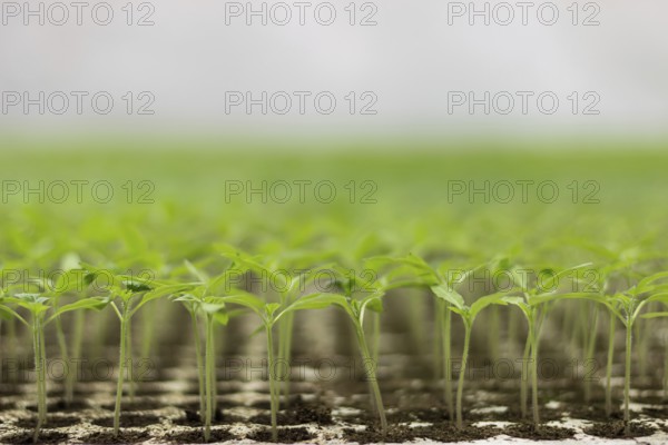 Greenhouse seedling. Close-up of green seedling growing