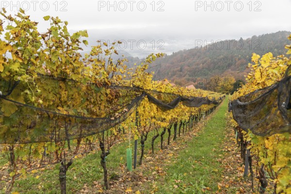 Autumn atmosphere, foliage colouring in forest and vineyard, St. Andrä-Höch, Sausal, Styria, Austria