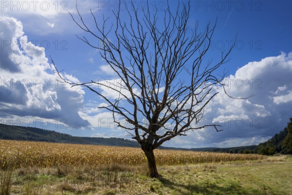 Landscape with a dead tree in September, Weserbergland, Germany
