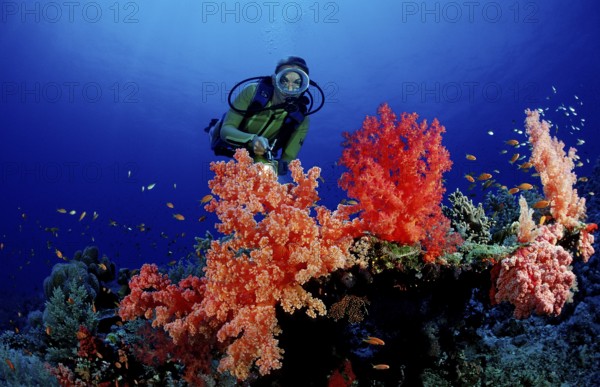 Diver and colourful coral reef, Egypt, Africa, Sinai, Sharm el Sheik, Red Sea
