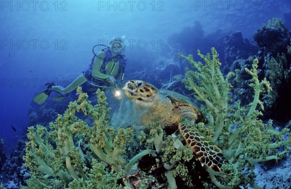 Hawksbill sea turtle and diver, Eretmochelys imbricata, Egypt, Zabargad, Zabarghad, Red Sea