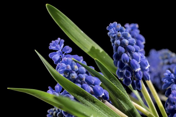Beautiful blooming grape hyacinth Muscari Alida flower isolated on a black background. Flower head close-up, Odessa, Ukraine