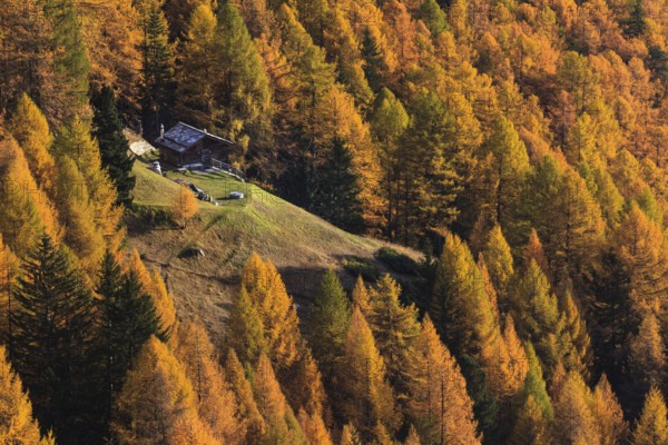 Cabin in the middle of an autumnal forest, surrounded by golden and green trees in a peaceful landscape, Lötschental, Valais, Switzerland