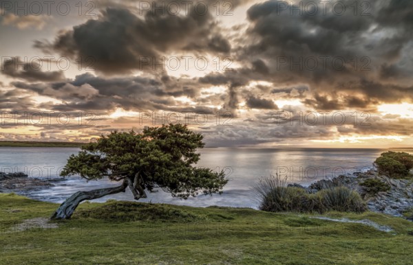 Landscape with lone tree on the shores of La Pelosa beach in northern Sardinia at sunrise