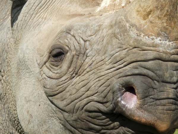 A full frame close up of the face of a baby black rhinoceros with eye and horn