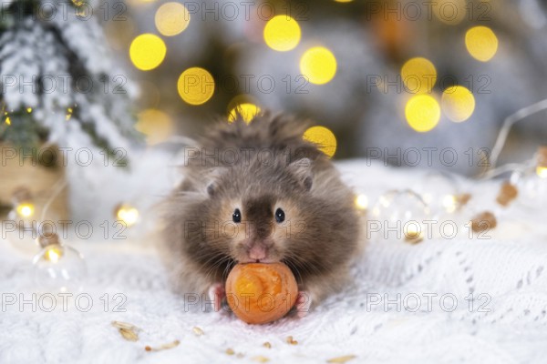 A funny shaggy fluffy hamster nibbles a carrot on a Christmas background with fairy lights and bokeh