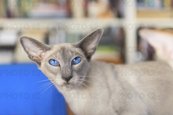 Oriental shorthair with blue eyes in interior