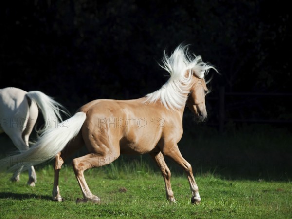 Palomino welsh pony in motion at black background