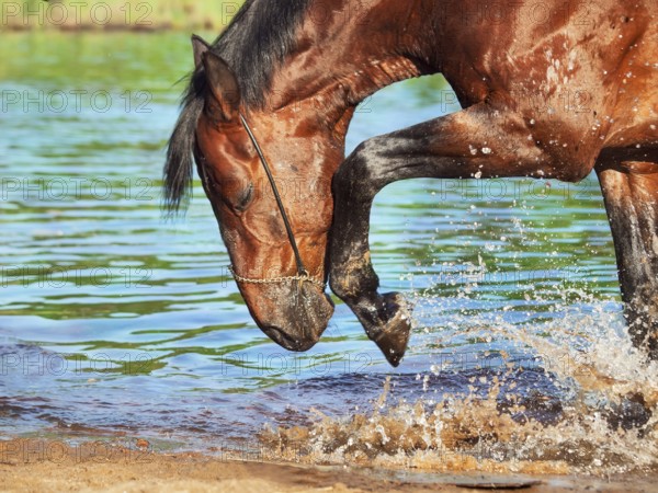 Portrait of splashing bay horse