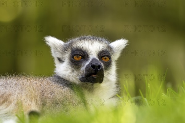 Horizontal photo of ring-tailed lemur with yellow eyes, endangered, lying on the grass