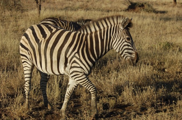 A Burchells Zebra