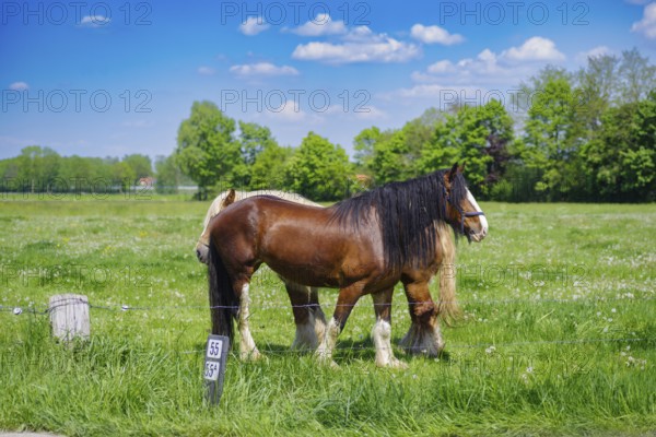 Two belgian heavy draft horses
