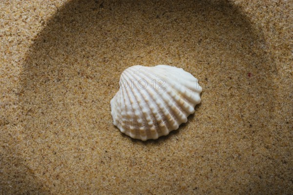 Natural seashell macro texture. Seashells background texture