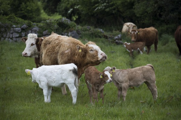 Cattle with calves standing on a pasture in Ireland