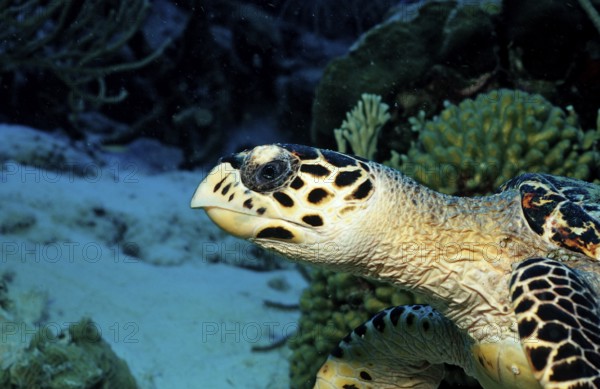Hawksbill sea turtle, Eretmochelys imbricata, Netherlands Antilles, Bonaire, Caribbean, Caribbean Sea